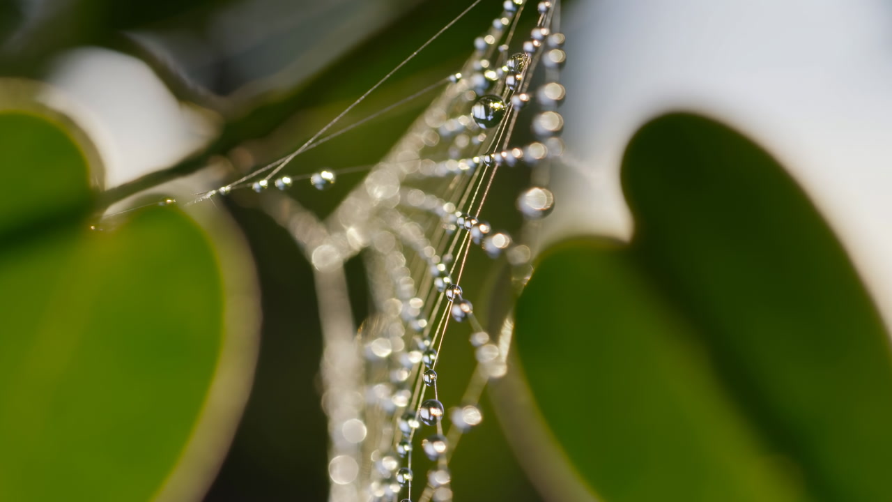 Glistening Dew Drops on a Delicate Spiderweb in Nature