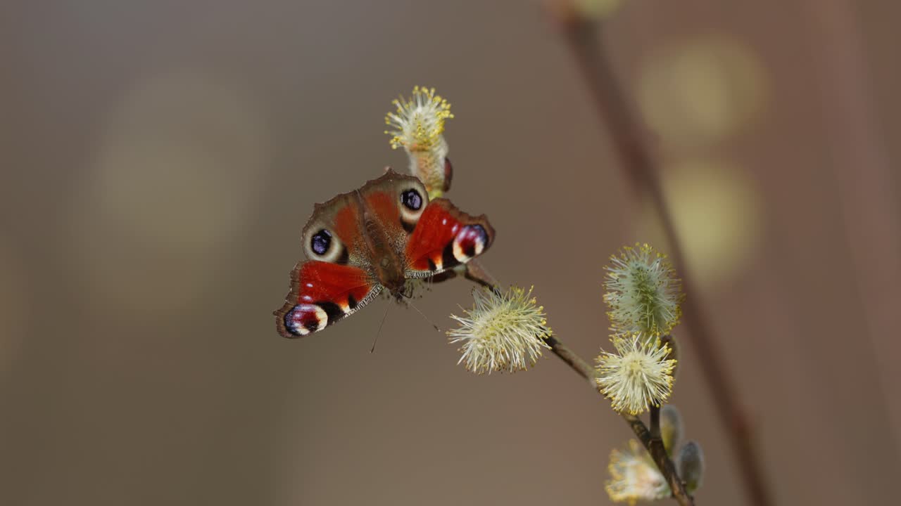 бабочка павлов на вербовых кошках