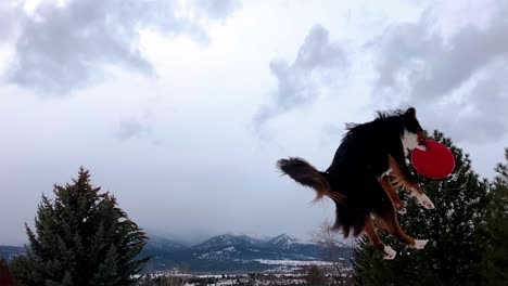 Filmaufnahme-Eines-Hundes,-Der-In-Der-Luft-Frisbee-Fängt