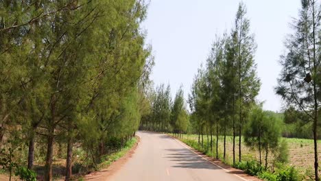 progresión a lo largo de un camino pacífico del bosque
