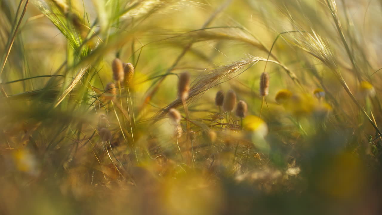 Telephoto closeup of flowers in between the tall grass
