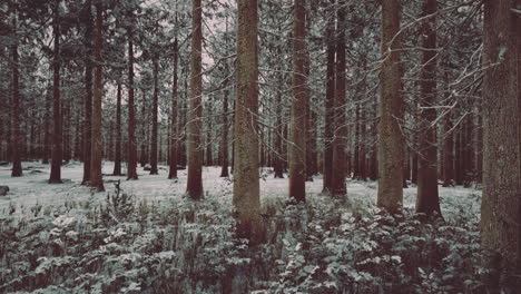 Invierno-En-Un-Bosque-De-Abetos-Cubierto-De-Nieve-Blanca-Y-Esponjosa