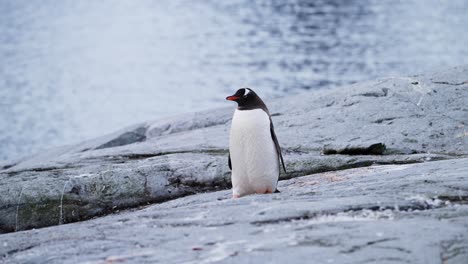 gentoo penguin on a rocky shore in antarctica