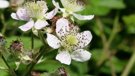 bramble flowers. june. british isles