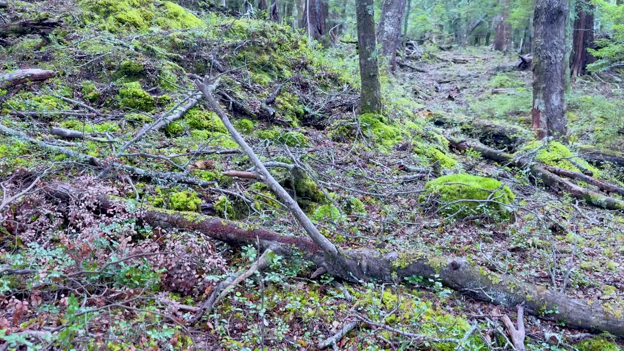 Camera glides uphill along lush, moss-covered forest path with soft, natural daylight