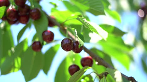 Recogiendo-Cerezas-Rojas-Oscuras-Maduras-De-La-Rama-Del-Cerezo,-Cerrar-El-Enfoque-Selectivo