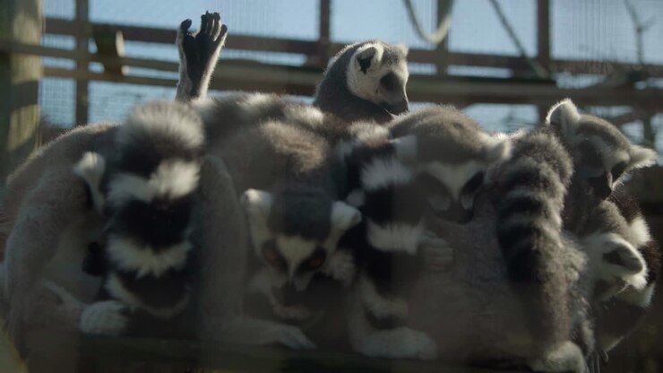 Gruppo di simpatici lemuri dalla coda ad anelli che socializzano in un/una
