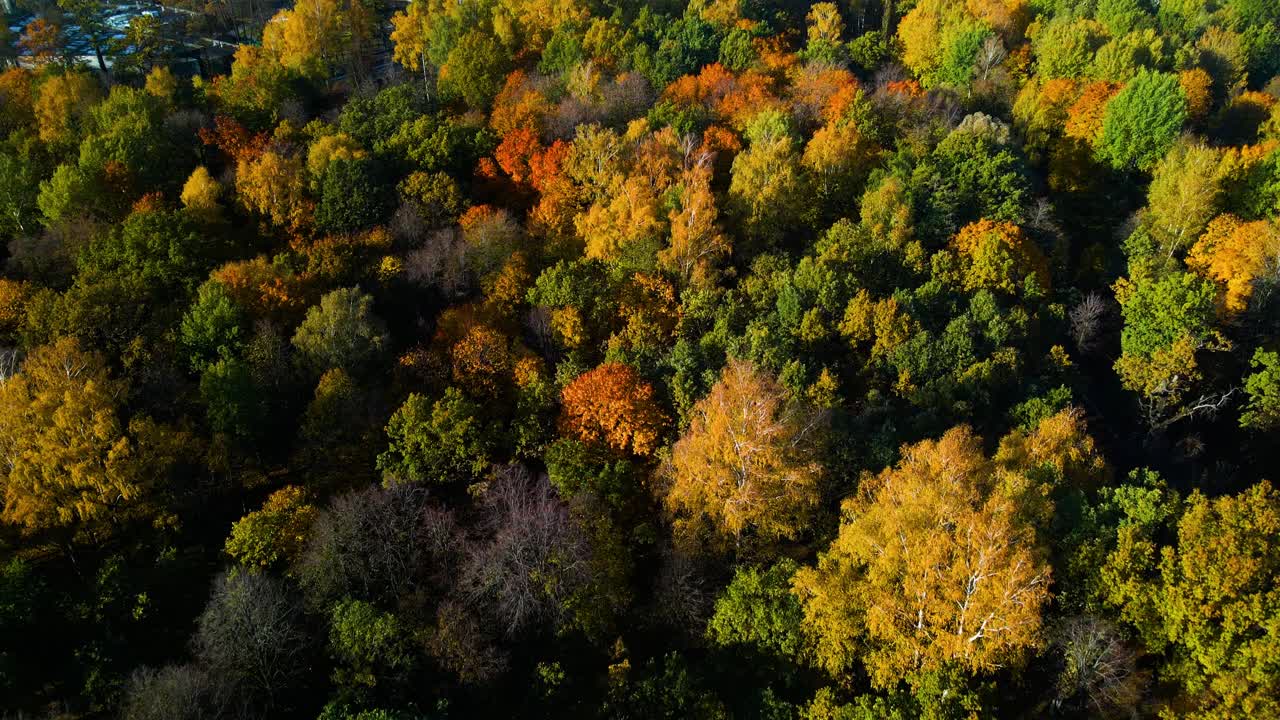 tomada de un avión no tripulado de un parque de madera de roble en un día soleado de otoño en la ciudad de kaunas en lituania