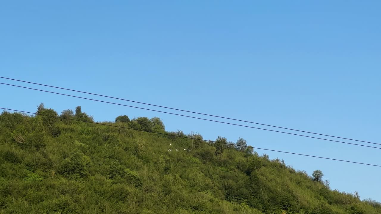 하늘을 날아다니는  거위 부부, 산악 숲, 히르카니안 자연, 이란의 멋진 풍경, 자연에서 날아다닌 새의 개념, 자연에서 야생동물, 시골에서 이민과 자유