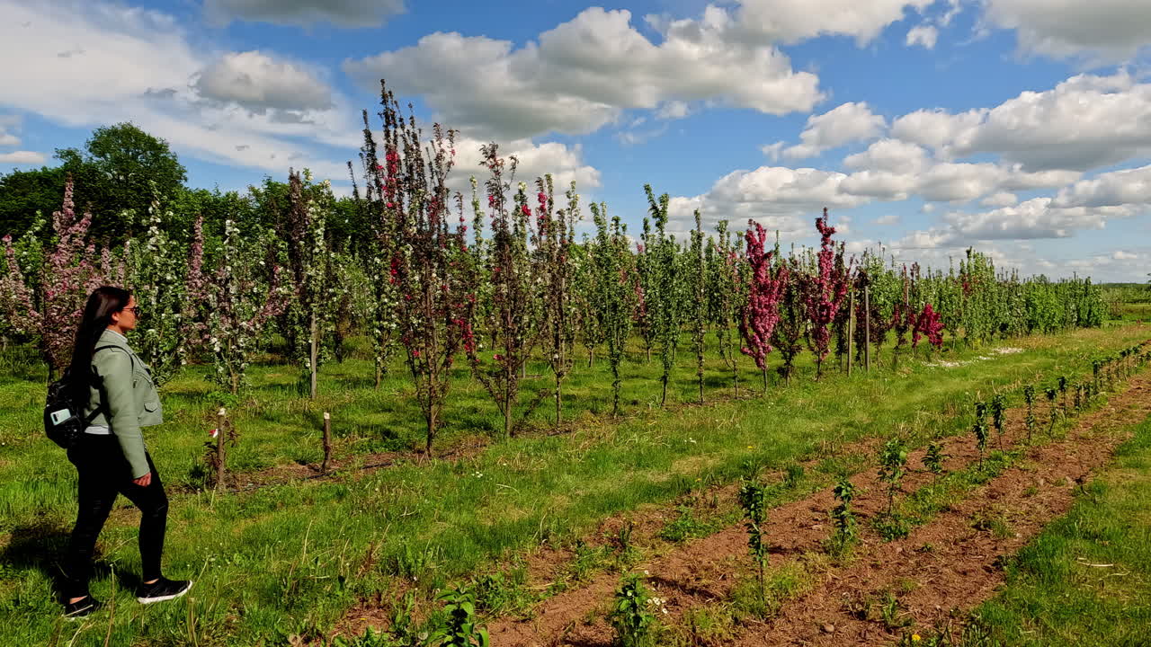 timelapse деревьев в поле в солнечный день