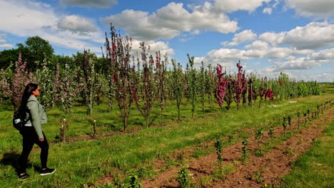 lapso de tiempo de los árboles en el campo en un día soleado