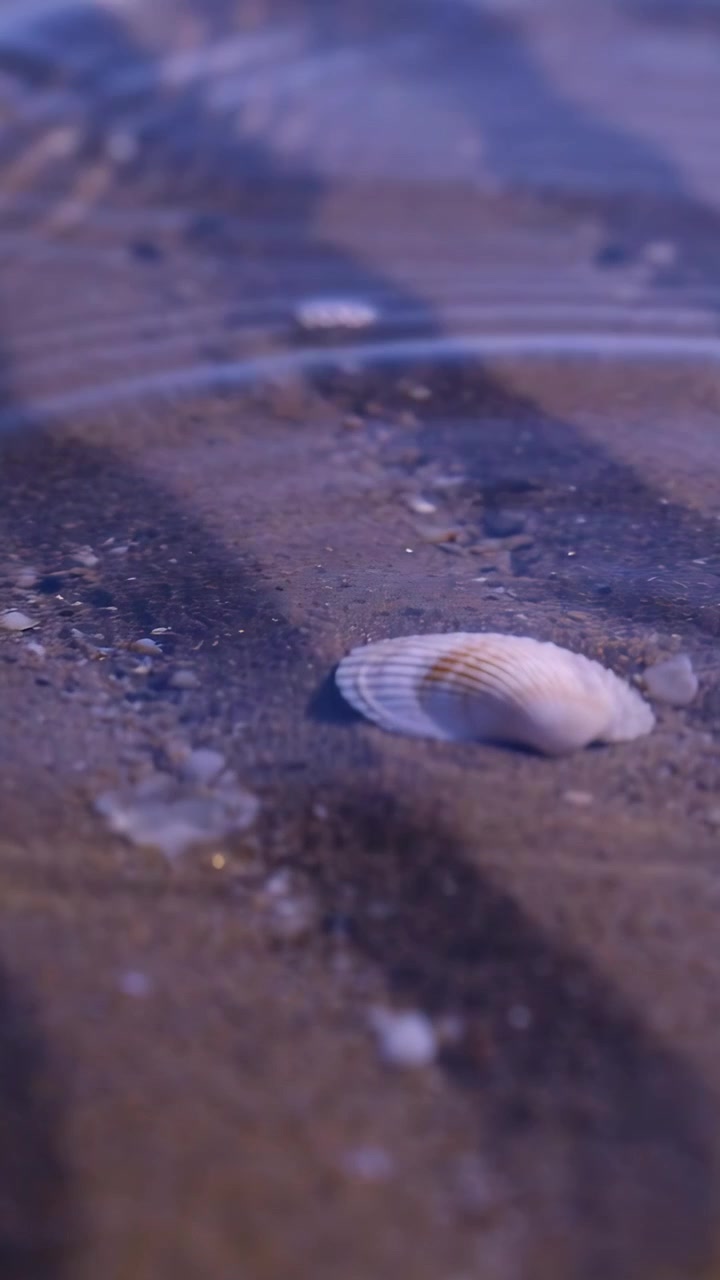 Vertical video: Rolling wave lifting thin water film over ribbed clam shell on shore driven by tide