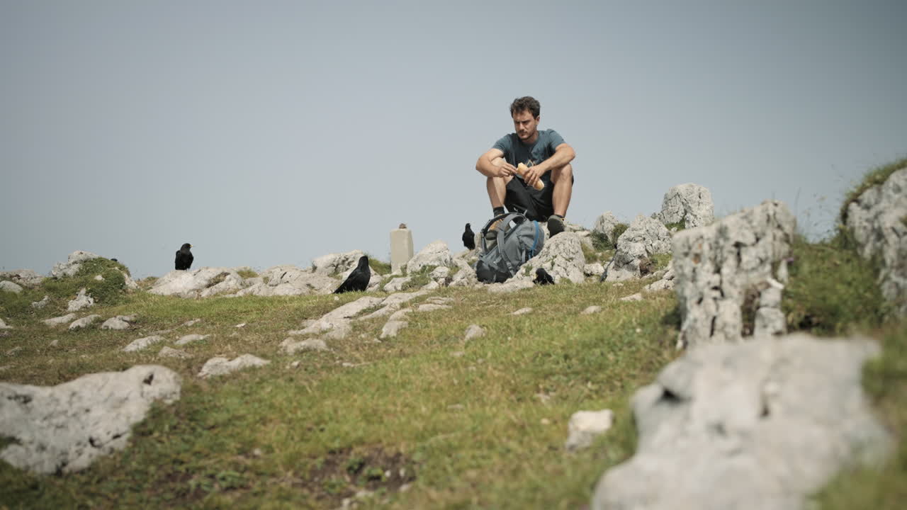 chovas alpinas que rodean al excursionista que está sentado en la roca y comiendo su sándwich en la cima de la montaña raduha
