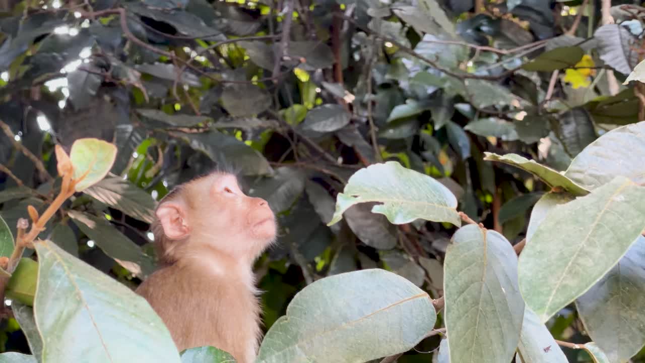 Un giovane macaco rhesus è seduto tra le fitte foglie verdi, mentre si guarda intorno incuriosito alla luce naturale.