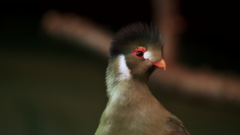 Turaco-De-Mejillas-Blancas-Moviendo-La-Cabeza-Y-Siendo-Curioso-Sobre-Su-Entorno-En-El-Zoológico,-Quebec,-Canadá