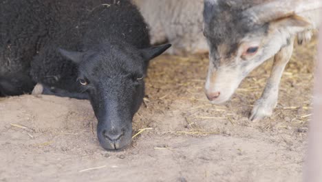 High-angle-close-up-of-a-black-sheep-resting,-other-white-sheep-enters-the-shot