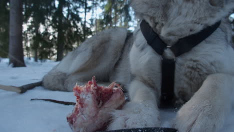 closeup face: husky dog chews on meaty bone outdoors in winter snow