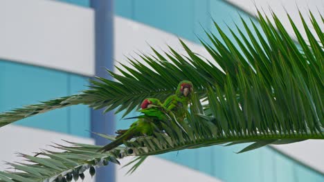 Parrot perched on a palm tree, resting amidst bright green leaves on a sunny day