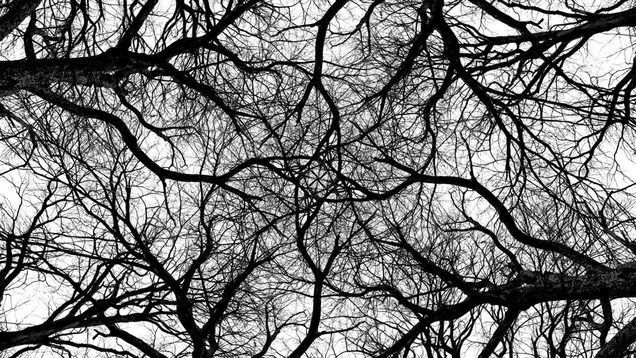 Trees in Symmetry - Loopable