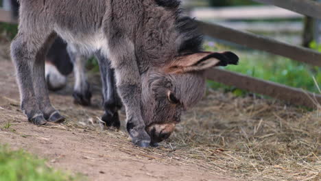a cute little newborn miniature mediterranean donkey with a fringe clumsily balancing on its legs, shaking its head while eating hay, its mother grazing behind, both next to a farm fence, close up 4k
