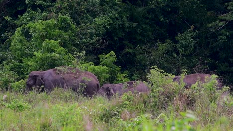 The-Asiatic-Elephants-are-endangered-species-and-they-are-also-residents-of-Thailand