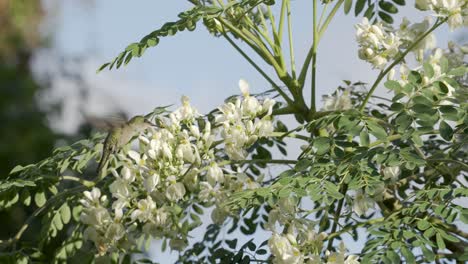 Lindo-Colibrí-En-Cámara-Lenta-Alimentándose-De-Flores-Blancas-De-Un-árbol-En-Un-Ambiente-Tropical