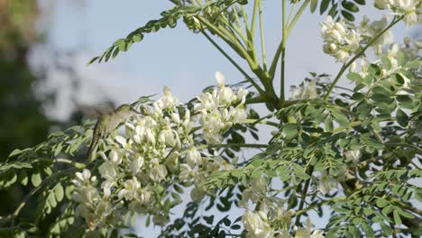 un colibrí lindo en cámara lenta alimentándose de las flores blancas de un árbol en un entorno tropical