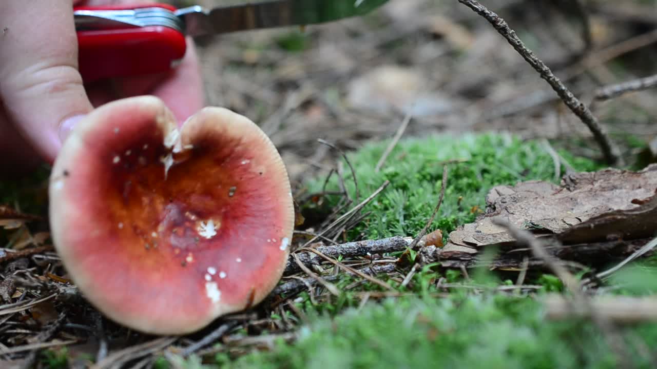 We cut off mushrooms in the wood. Mushroom Russula