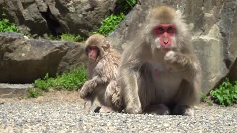 japanese snow monkeys family in the mountains of nagano, eating grains in the may sun