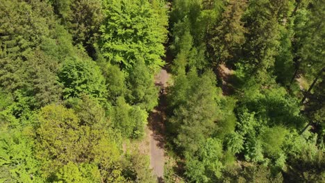 Aerial-top-down-shot-of-the-mountain-bike-rider-on-the-trail-in-the-woods