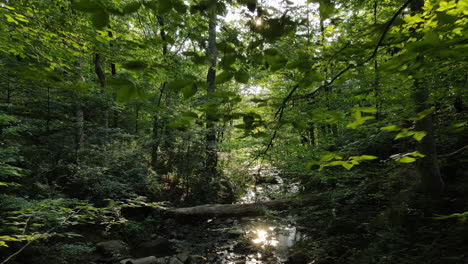 Fallen-tree-trunk-over-stream