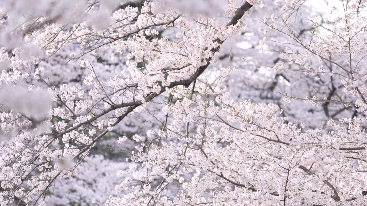 꽃이 피는 체리 나무
