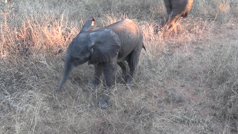 a young elephant calf gets spooked and runs to it's mother