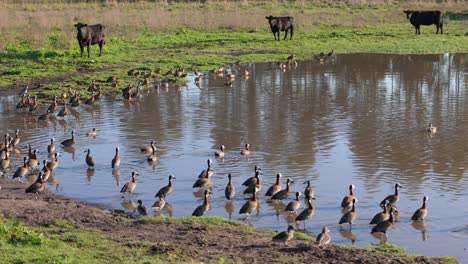 a dolly shot moves right to left, showcasing ducks slowly sloshing around in a muddy farm pond during a summer evening. on the opposite bank, a couple of black bulls graze leisurely.