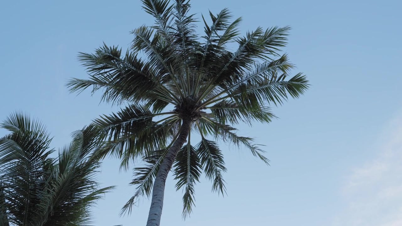 Vista stabile dal basso di un'alta palma da cocco che ondeggia dolcemente in una brezza tropicale contro un cielo azzurro pallido alle Maldive, evocando una serena fuga su un'isola