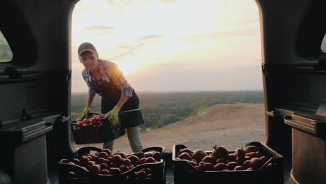 woman farmer loads boxes with tomatoes in the trunk of a car