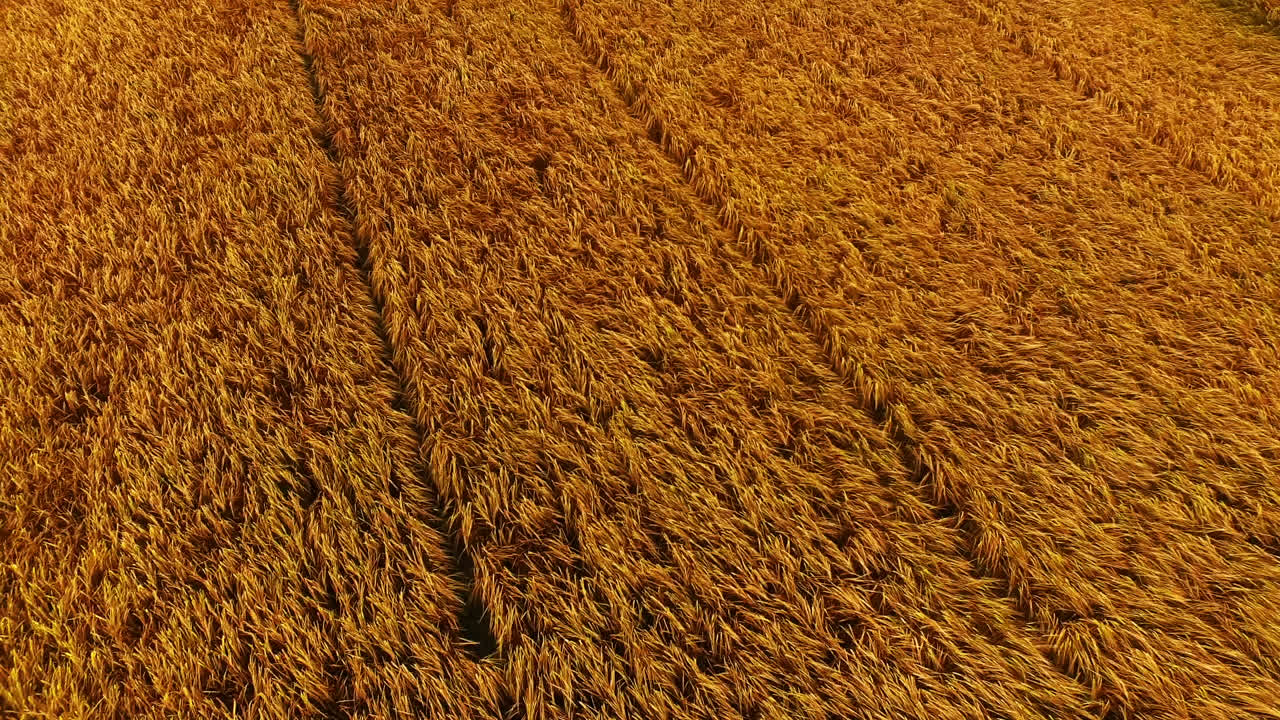 la hierba soplando en el viento