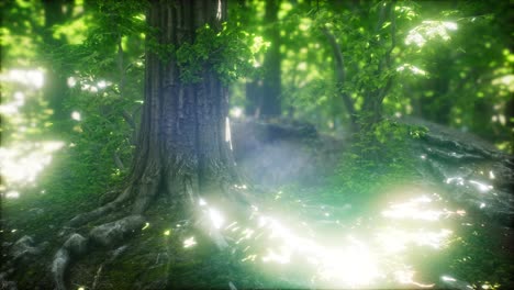 scenic forest of fresh green deciduous trees framed by leaves