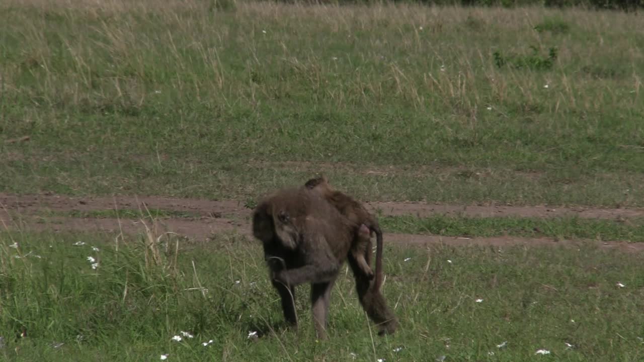 Un babbuino e il suo cucciolo che si nutrono nella prateria della Riserva di Olare Motorogi nel Masai Mara, Kenya - Primo piano