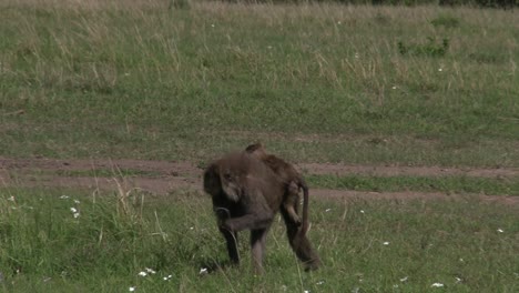 Un-Babuino-Y-Su-Bebé-Alimentándose-En-Los-Pastizales-De-Olare-Motorogi-Conservancy-En-Masai-Mara,-Kenia---Toma-De-Primer-Plano