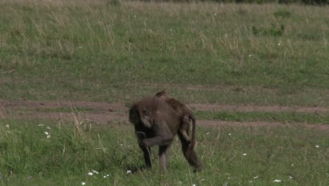 a baboon and its infant feeding on the grassland of olare motorogi conservancy in masai mara, kenya - close-up shot