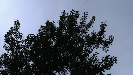 tree silhouette against cloudy sky