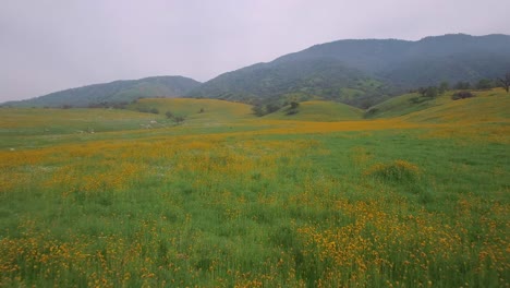 A-low-aerial-over-vast-fields-of-poppies-and-wildflowers-in-California