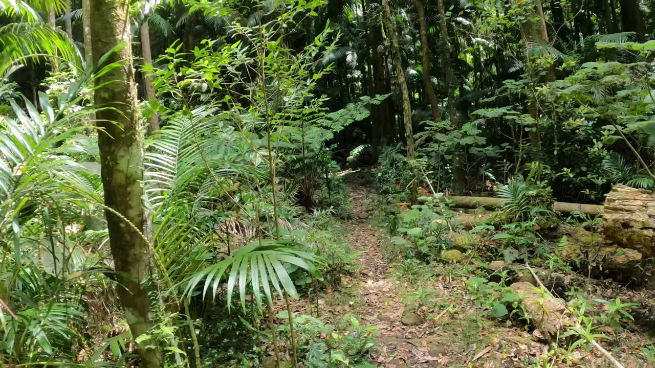 un paseo sereno a través de un bosque verde y exuberante
