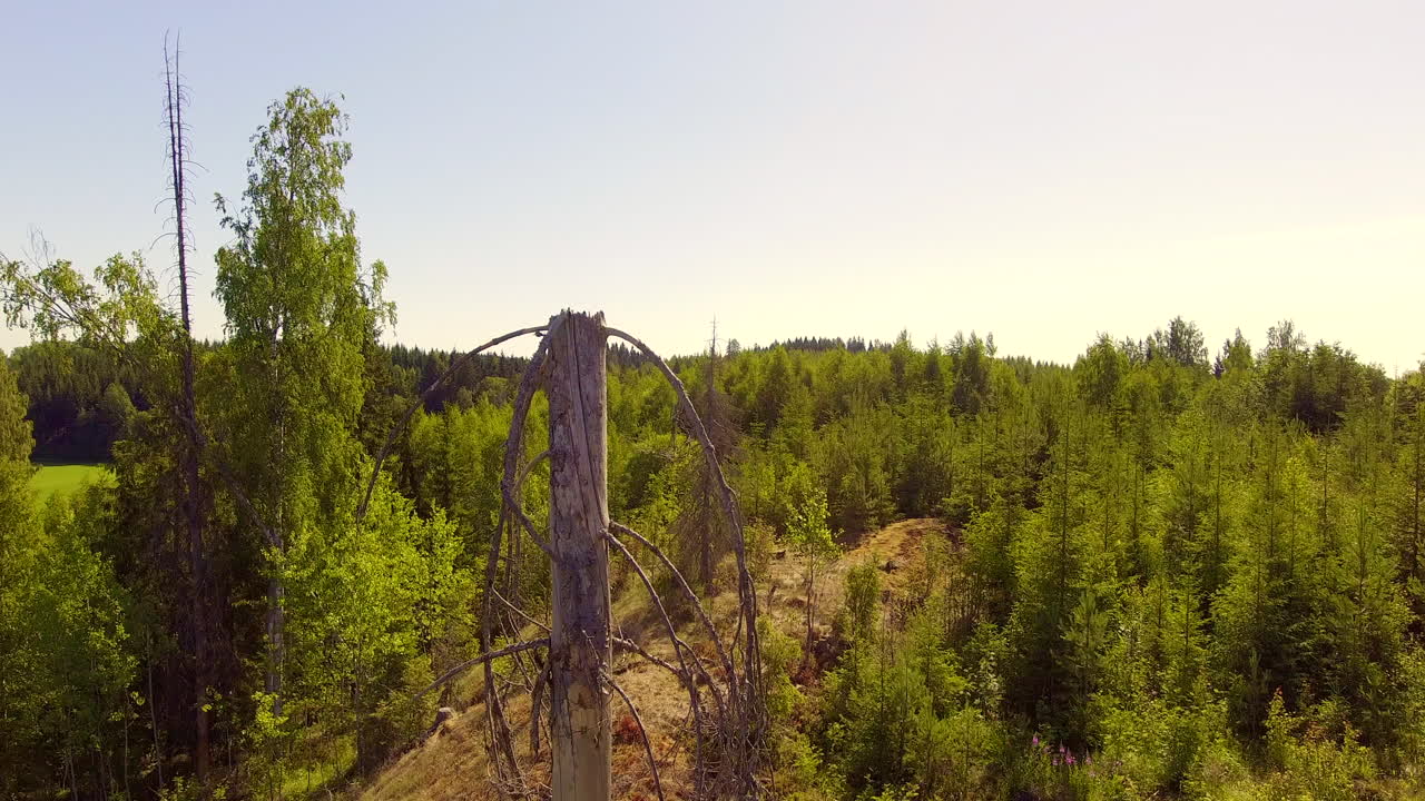 Video aereo lento e verticale in primo piano di un abete rosso morto in un'area di disboscamento finlandese, luglio 2018.