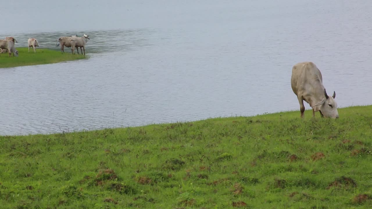 статический снимок скота, пасущегося на берегу реки