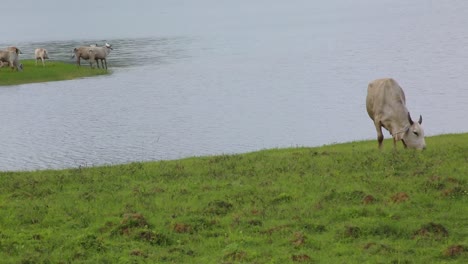 Statische-Aufnahme-Von-Rindern,-Die-Am-Flussufer-Weiden