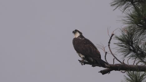 Un-águila-Pescadora-Se-Sienta-En-Una-Rama-Mientras-Entran-Nubes-Grises-De-Tormenta