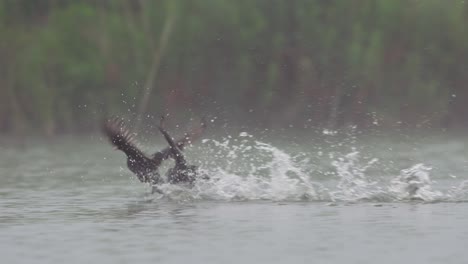 Two-coots-skimming-across-a-misty-lake,-engaged-in-a-territorial-dispute