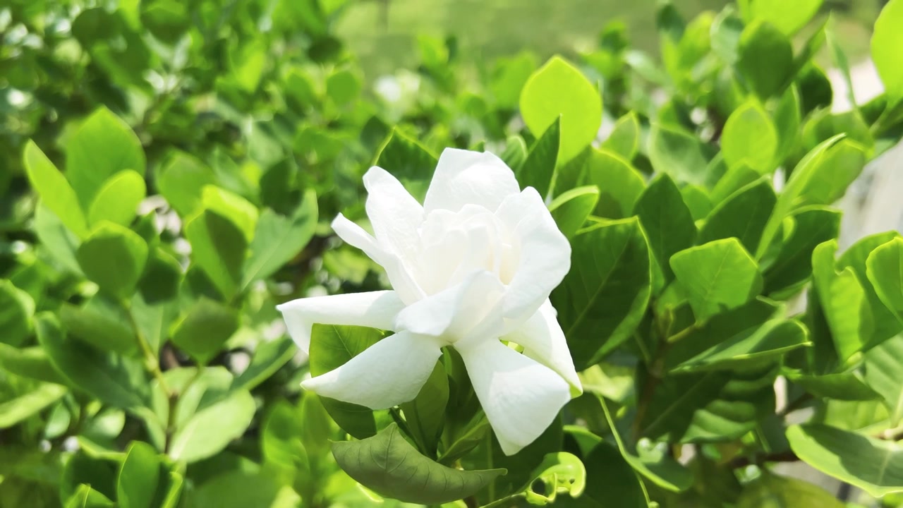 Fiore di Gardenia bianca che sboccia in un rigoglioso giardino verde